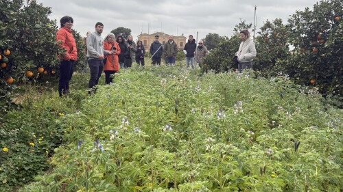 FEUGA LUPINUS.JPG